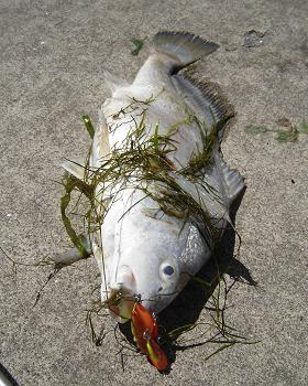 The Infamous Dead Fish